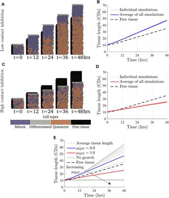 Push or Pull? Cell Proliferation and Migration During Wound Healing